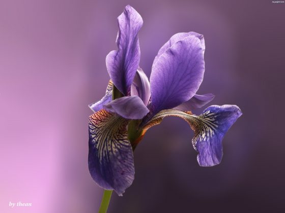 Irys_www.na.pulpit.com