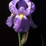 Iris-pallida-subsp.-cengialtii-3