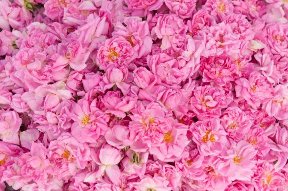 Rose Omeyyade