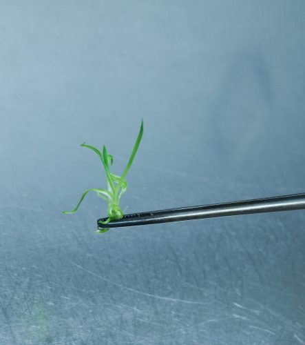 a single barley plant