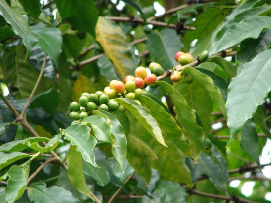 Kawa2