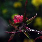 215142_pak_roza_krople_kropelki_rosa