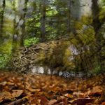 Santal des Indes_visual